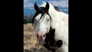 Wild American Mustangs a Time to be Grateful