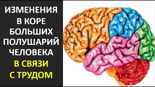 35. Изменения в коре больших полушарий человека в связи с трудом