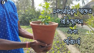 চন্দ্রমল্লিকা ফুল গাছের প্রতিস্থাপন ও পরিচর্যা।চন্দ্রমল্লিকা ফুল গাছের পিঞ্চিং🤫। Tapati Nursery