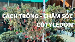 HƯỚNG DẪN CHĂM SÓC VÀ ĐẤT TRỒNG CHO SEN ĐÁ COTYLEDON - HOW TO CARE FOR COTYLEDON TIP - 다육식물 | 多肉植物