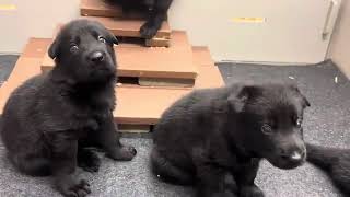 FINALLY they are GETTING IT | Black German Shepherd Puppies will be FOUR WEEKS OLD TOMORROW |