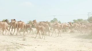 cholistan desert vibe |camels carvan walking