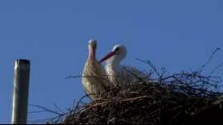 Stork returns to see mate for fifteenth year