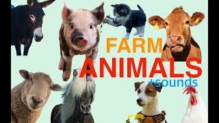 Farm animals and animal sounds