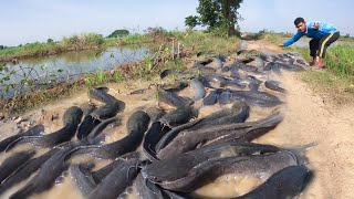 wow fisherman catch a lot fish by hand skill , Best hand fishing