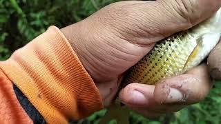 🔴JANGAN REMEHKAN PARIT KECIL INI ‼ HASIL MANCING LANGSUNG DI BAKAR #mancingparit #mancingwader