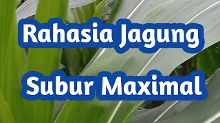 Rahasia Jagung Hibrida Batang Besar Akar Kokoh Hasil Melimpah!!! WAJIB DITIRU SEMUA PETANI