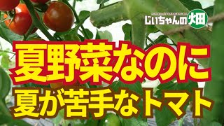 夏野菜でも夏の高温が苦手な野菜がある。トマト、キュウリは熱さで生育障害になる。7/5