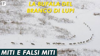 LA BUFALA DEL BRANCO DI LUPI | 🕵 𝐌𝐢𝐭𝐢 𝐞 𝐅𝐚𝐥𝐬𝐢 𝐌𝐢𝐭𝐢 | 📺 𝟷𝚡𝟶𝟿