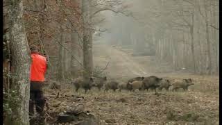 Un chasseur avec beaucoup de sang froid