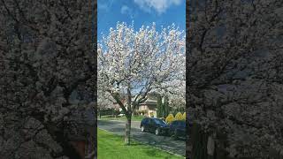 Spring has sprung VIC Australia #shorts #spring #blossom #listen  #urbanlandscape #urbanliving