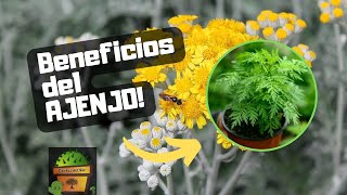 AJENJO - Usos y Propiedades - Plantas Medicinales