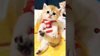 Baby Animals Super Cute#shorts #catloversindonesia #bestcats