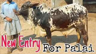 New Entry For Palai|Hamdan Cattle Farm & Palai Centre|