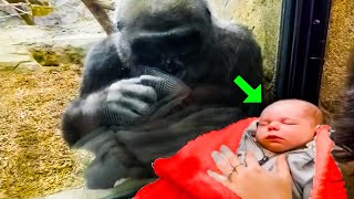 Gorilla Keeps Bowing When She Sees This Little Boy, Then They Discover The INCREDIBLE Reason!