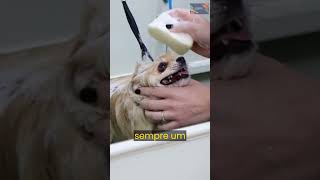 5 Mitos Sobre Cachorros Que Você Deveria Parar De Acreditar - #shorts #pets