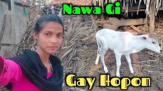 Nawa Gi गाय 🐄 Hopon An Tabuna || santali vlog video|| tina murmu vlog