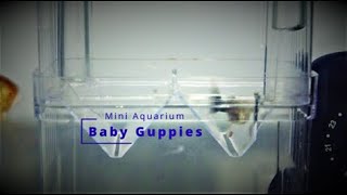 Guppy Delivery - Baby Guppies!