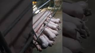 Feeding Time ng mga Biik #backyardfarming #viral #shorts #trending #shortvideo #piggery