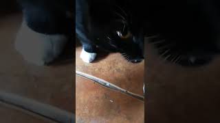 My cat eats cottage cheese