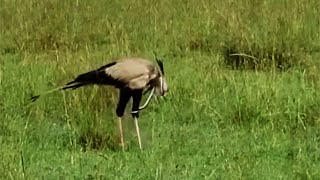 Secretary bird getting strangled by snake its eating