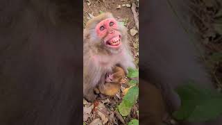 The monkeys laughed?