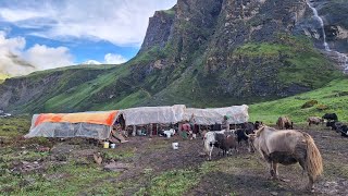 Nepali Himalayan Village Life | Dolpa | Nepal | Simple The Best Himalayan Yak Shepherd Life |