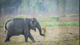 Elephants in Dudhwa Tiger Reserve | Tusker | Quick Watch | Shorts