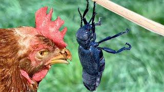 Chicken eats bugs #12