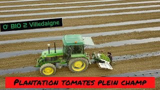 Plantation et protection des 1eres tomates plein champ de l'année..