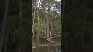 BAYOU CORNE LOUISIANA - trees get sucked under #shorts