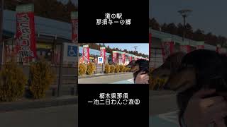 犬連れ観光旅行栃木県那須一泊二日③#shorts#犬連れ#栃木旅#ろんぱくちゃんねる