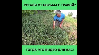 Борьба с травой на участке,самый лёгкий способ!#Shorts