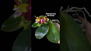 14 Exotic Colours Mature Phalaenopsis Orchids available for Sale. WhatsApp: 8653098047 #orchid