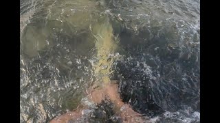 Catching A BIG Snook With My BARE HANDS! Sneak Peak From Upcoming Video