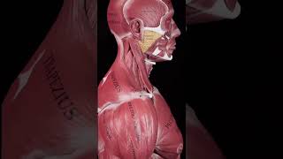 ALL Muscles of Human Body | Can u tell total muscles in human body 🤔? #shorts #trendingshorts