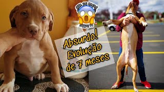 Pit Monster Evolução de 7 meses| Absurdo essa evolução