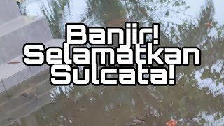 BANJIR! Simpan Sulcata dalam Rumah