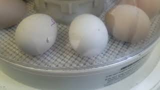 Chick hatching day.  What will they look like!?