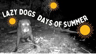 🦊DOGS ENJOY MIDNIGHT SWIM AFTER A HOT DAY #lab #blacklab #dogs #trailcam #backyard #habitat