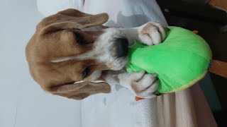 The playful beagle • Cute dogs • relaxing dog