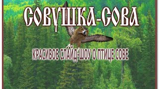 Совушка-сова