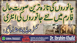 Janwron ki taza tareen sorat hal | farm me janwaron ki new entry | Cattle farming | HA DAIRIES