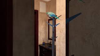 🦜попугай вешает на место поводок🦜parrot hangs a leash in place😄 Калита