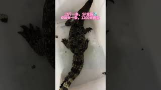 Crocodile farm with one crocodile of 650 meters and two crocodiles of 1200 meters. Crocodiles. A