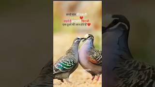 सच्चे प्यार कि एक ही पहचान है_❤️#love #shayari #youtubeshorts#viralvideo #shorts#shortvideo#trending