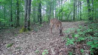 Young Buck Antlers Have Grown Bigger