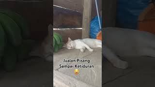 Kucing Jualan Pisang Sampai Ketiduran 😂 #kucing #cat #shorts