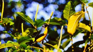 Yellow Crowned Euphonia, compact design, tends to move to places with a lot of fruit