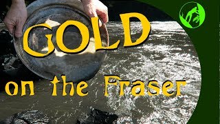 Gold on the Fraser